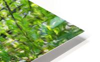 Summer forest and trees HD Metal print