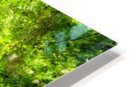 Fresh springtime beech forest HD Metal print