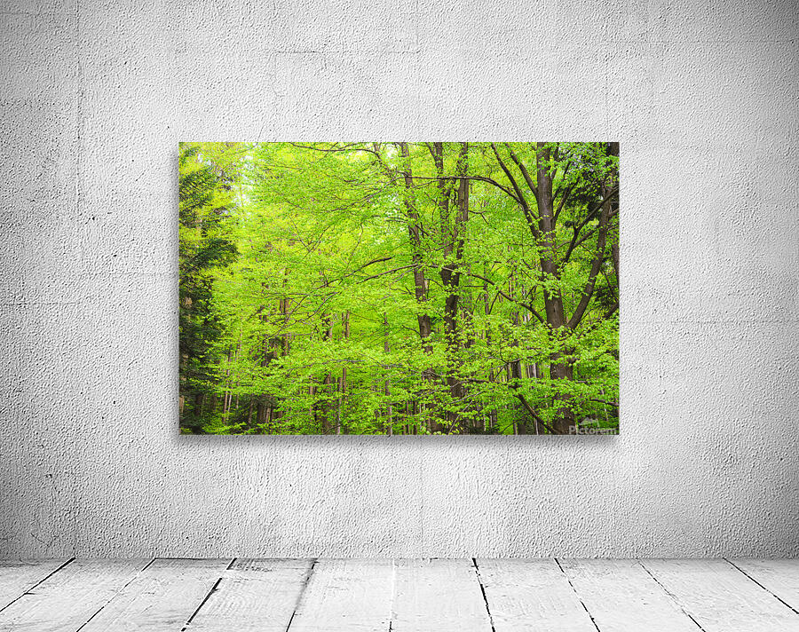 When the lush greenery explodes in springtime Wall Preview