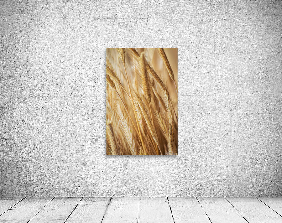 Ripe grain ears Wall Preview