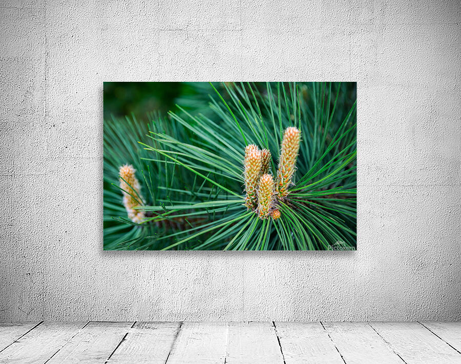 New spring pine growths Wall Preview