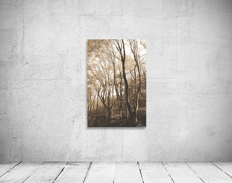 Fantastic dancing trees Wall Preview