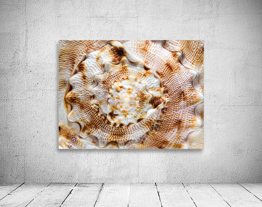 Abstract spiral seashell background Wall Preview