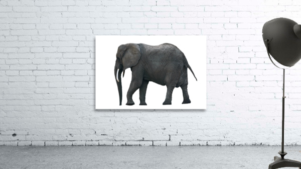 Single African Elephant Wall Preview