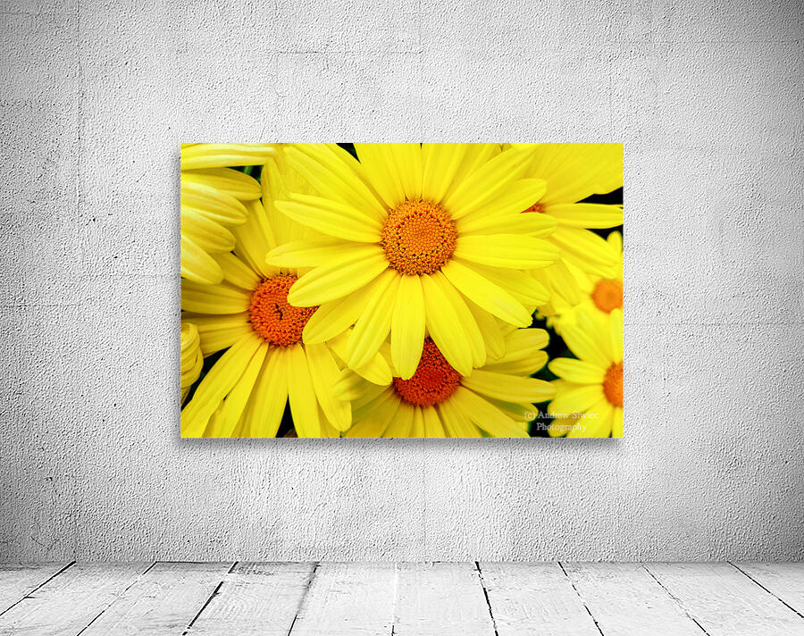 Bright yellow Pyrethrum flowers Wall Preview