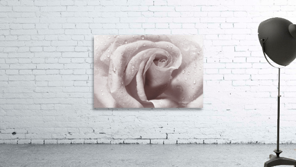 Beautiful rose in close-up Wall Preview