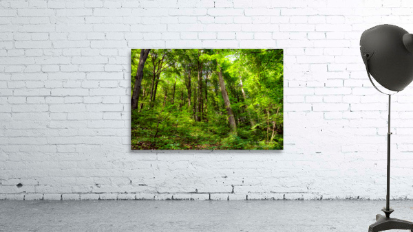 Fresh springtime beech forest Wall Preview