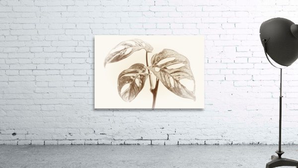 Tropical Monstera Adansonii Wall Preview
