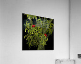 Iiwi Dreams Acrylic Print