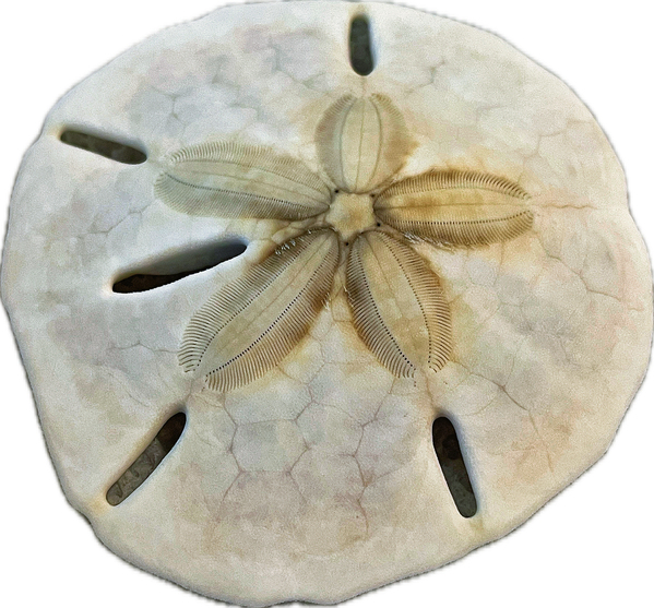 Sand Dollar Beachcombing in Georgia Digital Download