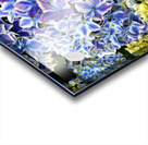Hydrangea Square Blue Acrylic print
