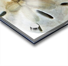 Sand Dollar Beachcombing in Georgia Acrylic print