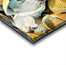 Dark Ark Seashell Acrylic print