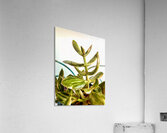 Uplifting Succulent Acrylic Print