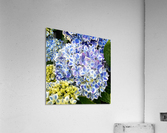 Hydrangea Square Blue Acrylic Print
