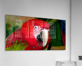 Scarlet Macaw Acrylic Print