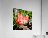 Christmas Easter Cactus 2837 Acrylic Print