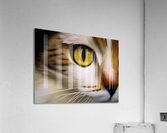 Cats Eye Acrylic Print