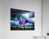 I Am Not Afraid Acrylic Print
