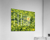Sunflower Solitaire Acrylic Print