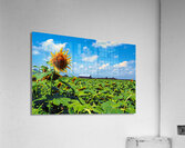 Sunflower Solitaire Acrylic Print