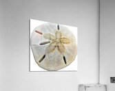Sand Dollar Beachcombing in Georgia Acrylic Print