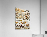 Beachcombing Shells Assortment Impression acrylique