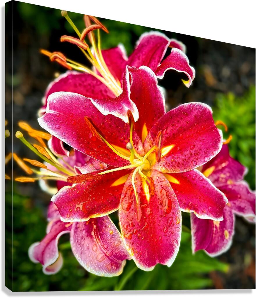 Day Lily with Raindrops