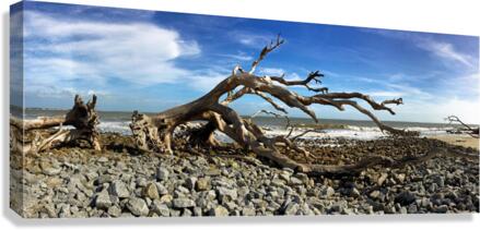 Driftwood Beach Panorama 101