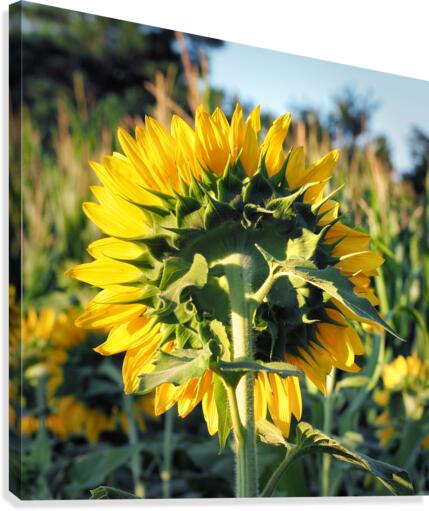 Sunflower Backside 7240004