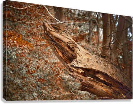 Tree Shark Abstraction