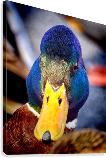 Duck Put It On My Bill