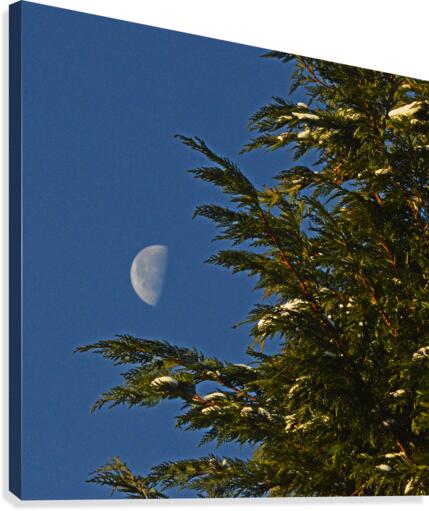 Christmas Moon Tree