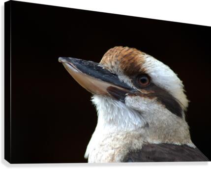Laughing Kookaburra
