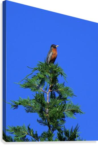 Tree Top Robin Red Breast