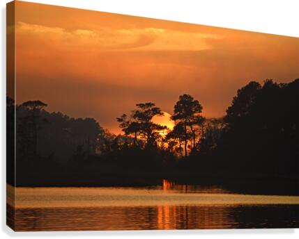 Sunset in the Trees