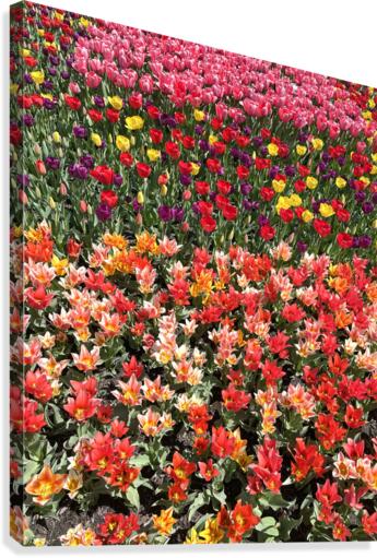 Bethany Beach Tulips