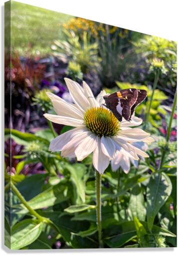Butterfly Dining on a Cone Flower