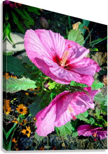Hibiscus Twins