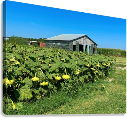 Sunflowers Ready for the Harvest