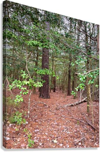 Forest Path on a Cloudy Day