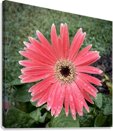Orange Gerbera Daisy in the Rain