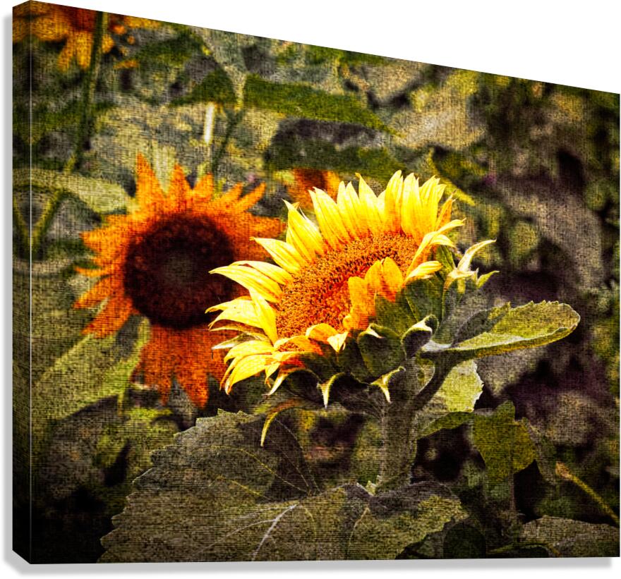 Sunflower Portrait in Simulated Canvas