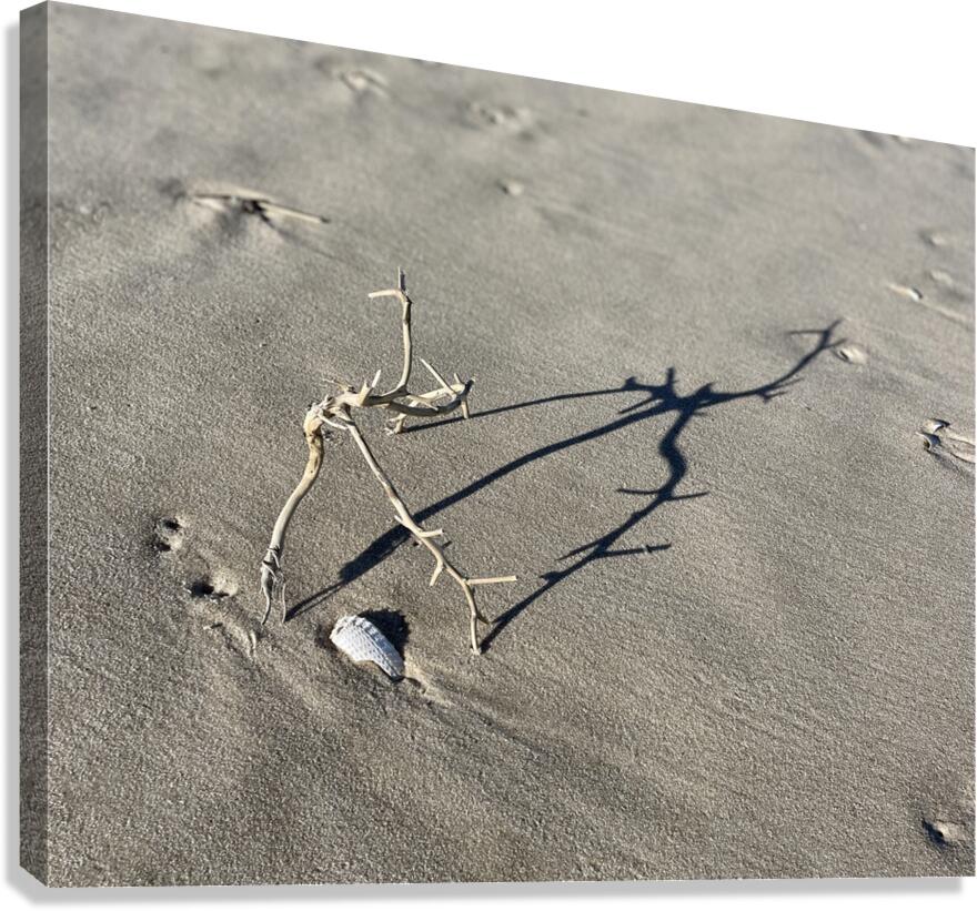 Assateague Twig Dance
