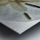 Sand Dollar Beachcombing in Georgia Metal print