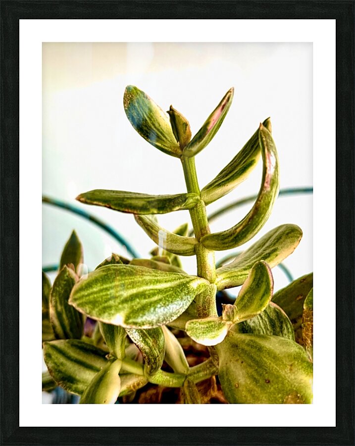 Uplifting Succulent Picture Frame print