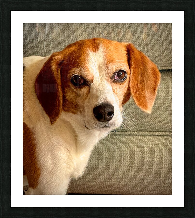 Harley the Beagle Picture Frame print
