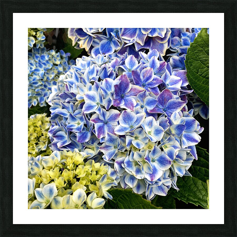 Hydrangea Square Blue Picture Frame print