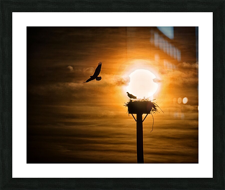  Fine Art print