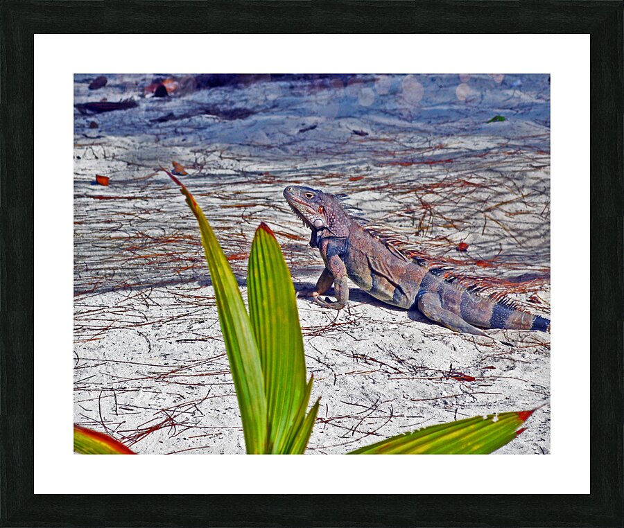 Coco Cay Iguana Picture Frame print